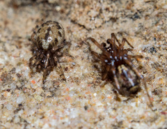 Enoplognatha mandibularis