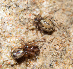 Enoplognatha mandibularis