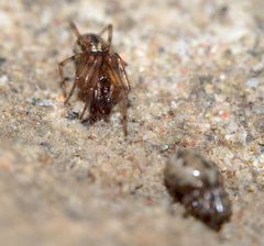 Enoplognatha mandibularis