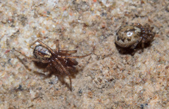 Enoplognatha mandibularis