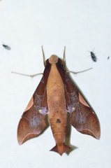 Callionima nomius