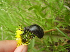Meloe brevicollis
