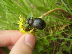 Meloe brevicollis