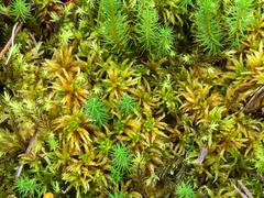 Sphagnum teres