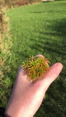 Sphagnum teres