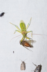 Ploeogaster
