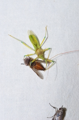 Ploeogaster