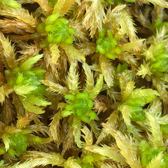 Sphagnum teres