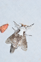 Tolype caieta