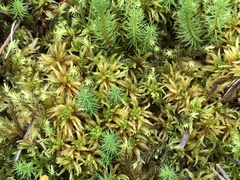 Sphagnum teres