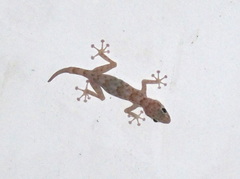 Ptyodactylus hasselquistii