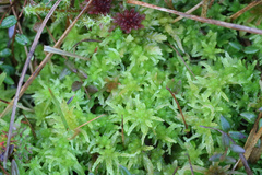 Sphagnum tenellum