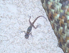 Ptyodactylus hasselquistii