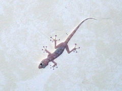 Ptyodactylus hasselquistii