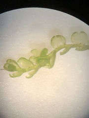 Odontoschisma fluitans