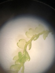 Odontoschisma fluitans