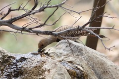Colaptes