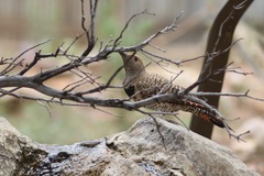 Colaptes