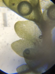 Odontoschisma fluitans