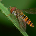 Marmalade Hover Fly - Photo (c) joaquinportela, some rights reserved (CC BY-NC-ND)