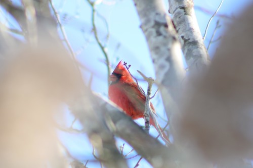 Northern Cardinal photographed in Rhode Island