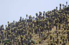 Espeletia hartwegiana