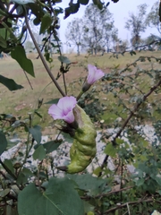 Ipomoea triloba