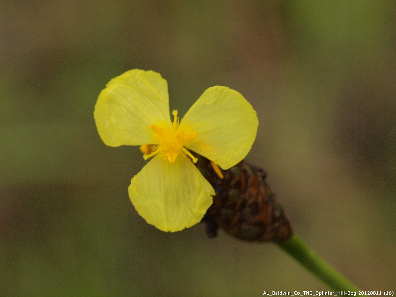Xyris ambigua