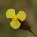 Coastalplain Yellow-eyed Grass - Photo (c) Vitaly Charny, some rights reserved (CC BY-NC), uploaded by Vitaly Charny