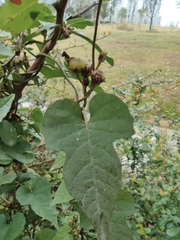 Ipomoea triloba