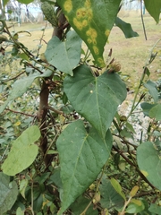 Ipomoea triloba