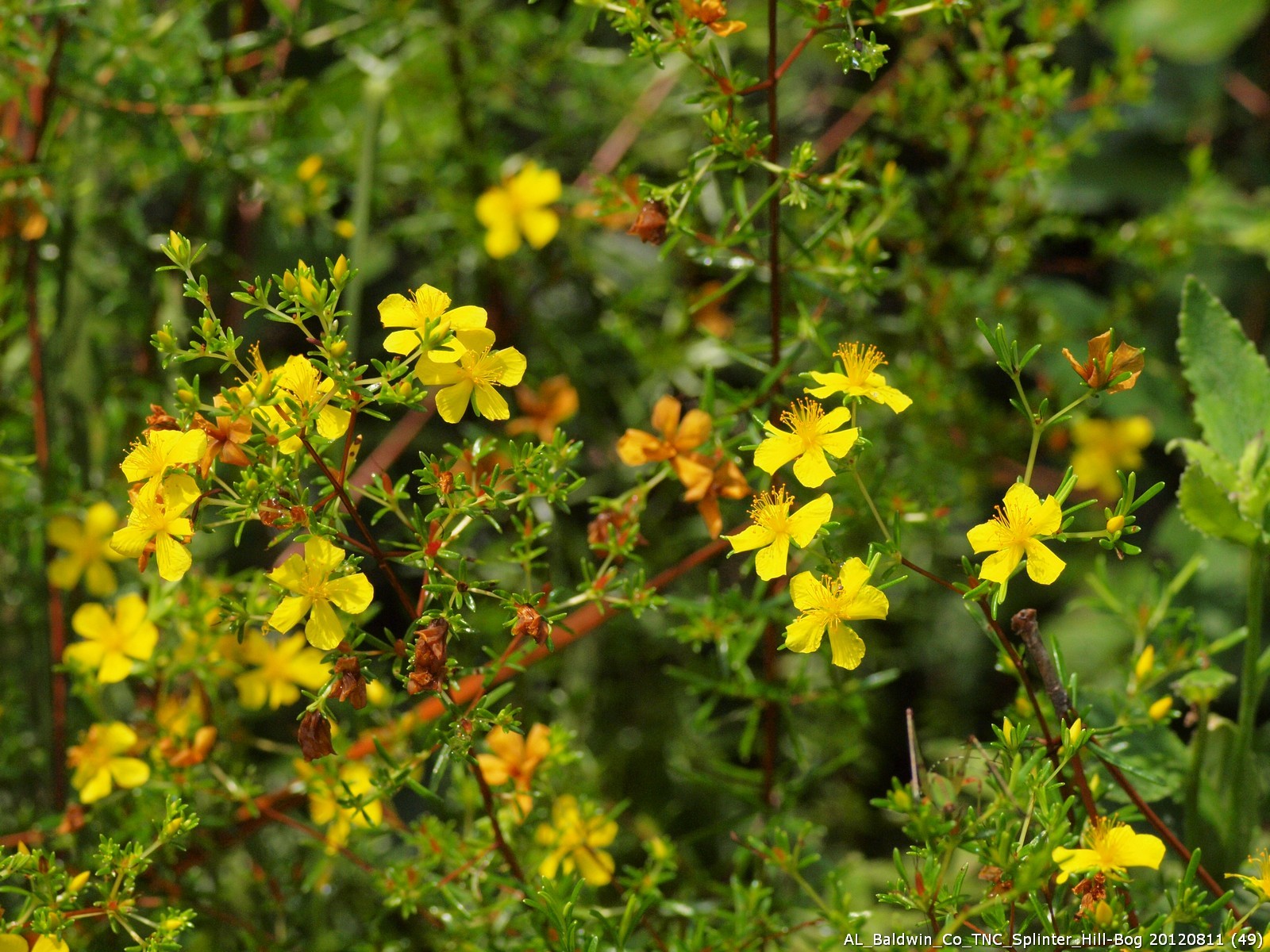 Hypericum brachyphyllum