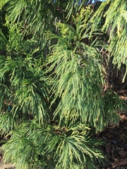 Cryptomeria