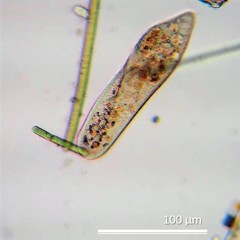 Paramecium