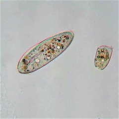 Paramecium