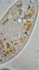 Paramecium