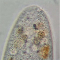 Paramecium