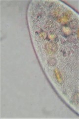 Paramecium