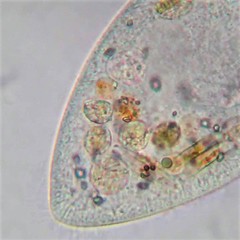 Paramecium