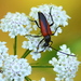 Black-striped Longhorn Beetle - Photo (c) Kostas Zontanos, some rights reserved (CC BY-NC), uploaded by Kostas Zontanos