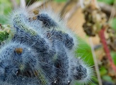 Thaumetopoea herculeana