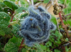 Thaumetopoea herculeana