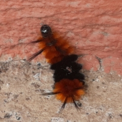 Turuptiana obliqua