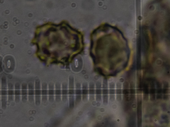 Thelephora anthocephala