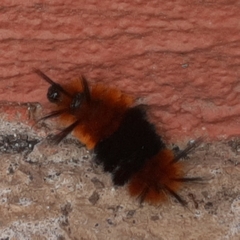 Turuptiana obliqua