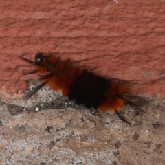 Turuptiana obliqua