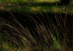 Achnatherum bromoides