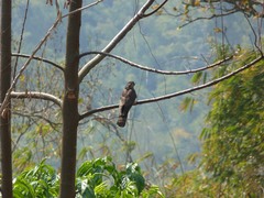 Hierococcyx sparverioides