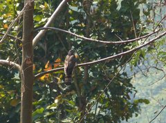 Hierococcyx sparverioides