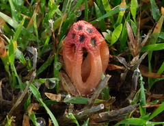 Colus hirudinosus